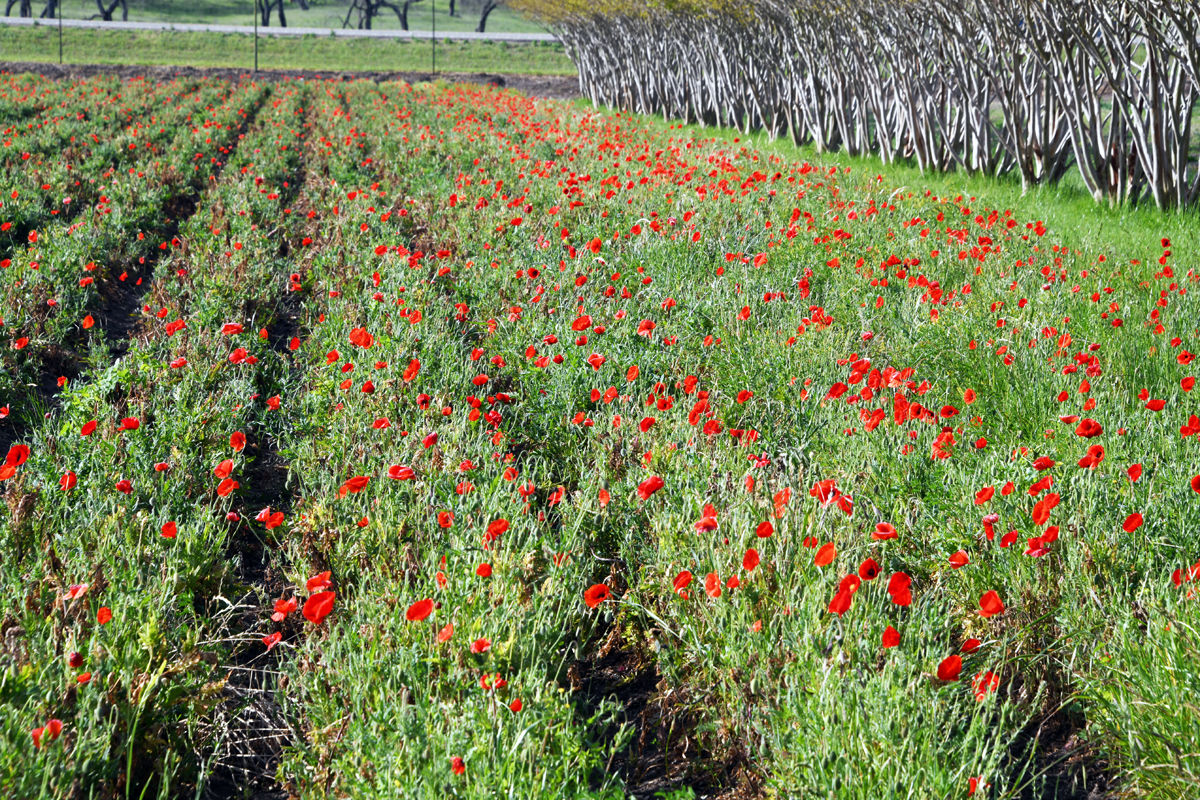 193 Field of Red Corn Poppies at Wildseed Farms.JPG